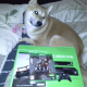Illustration for article titled Look At These Dogs And Cats Confused By Xbox One